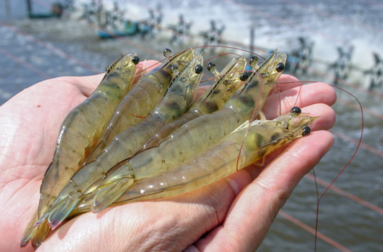 1689919805305595.png 大蝦養殖尾水咋處理?想賺錢的蝦農都用氣浮機,1招就能變廢為寶(2)